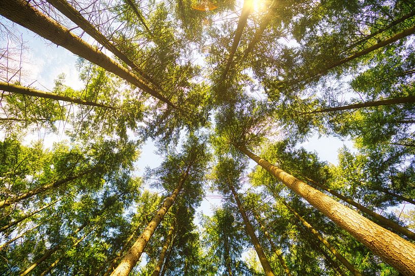 Baumwipfel im Sonnenlicht von Bild.Konserve