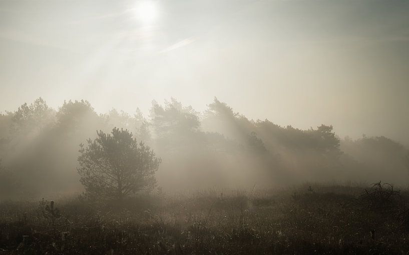 Sunbeams on a foggy day by Mart Houtman