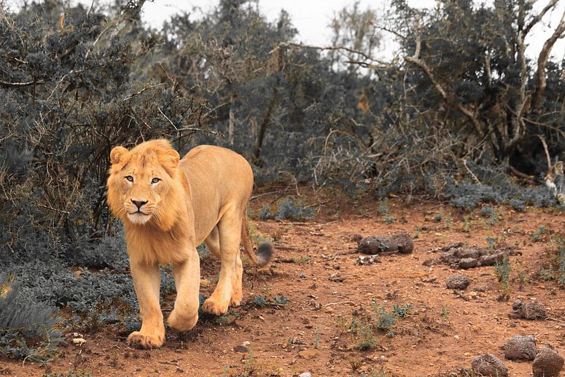 African lion hunting in natural surroundings by Bobsphotography