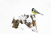 Koolmeesje in de sneeuw op een boomstam.