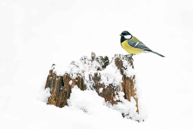 Kohlmeise im Schnee auf einem Baumstamm. von Albert Beukhof