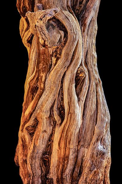 Wood structure of a trunk of a tree in the desert by Gert Hilbink