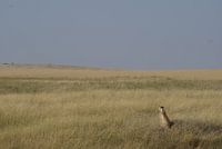 Cheetah on the lookout