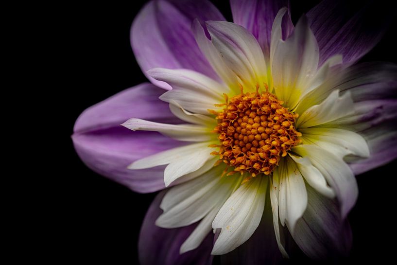 Belle fleur en couleurs par Shanna van Mens Fotografie