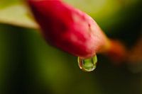 Wassertropfen auf Blume