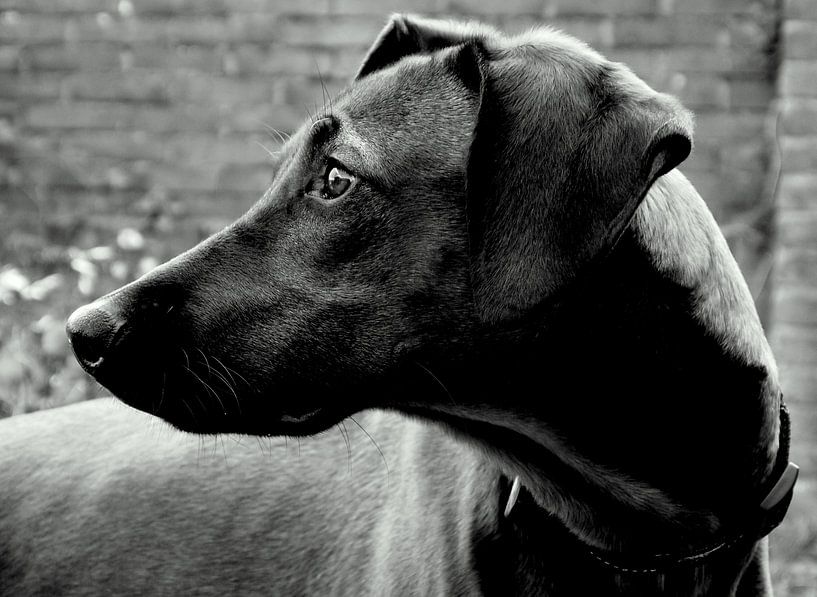 Rhodesian Ridgeback by Jon Houkes