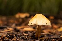 Un champignon d'automne