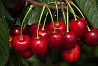 kersen aan de boom 5