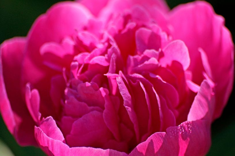 Rote gefüllte Rose von Wiebke Blume