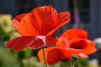 Feuerroter Mohn