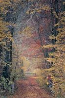 voie de rétablissement