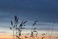 Spin  in de avondzon