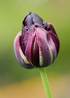 Paarse tulp macrofotografie