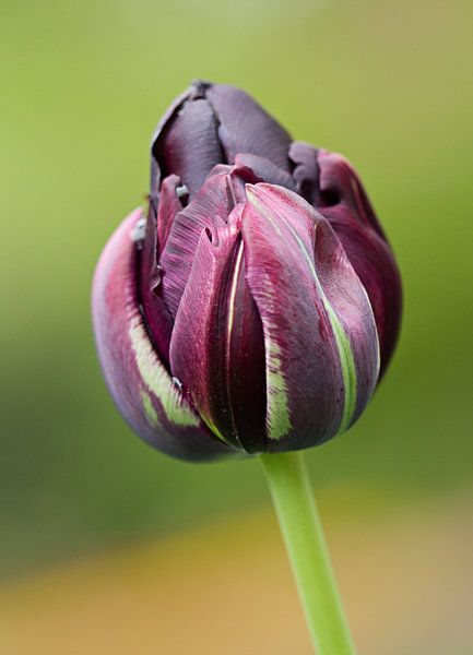 Paarse tulp macrofotografie von Sandra Keereweer