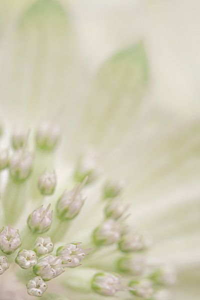 Pastell: Astrantia Major verblasst von Marjolijn van den Berg