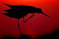 Black-tailed godwit in evening light