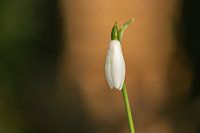 Schneeglöckchen im Abendlicht