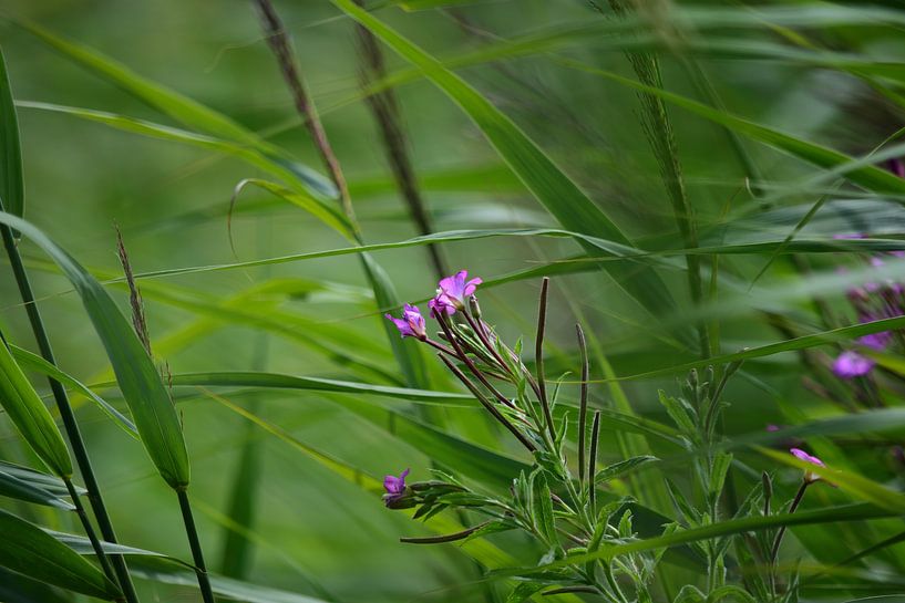 Fleurs dans les roseaux par Gerard de Zwaan