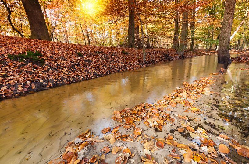 Herfst in het Leuvenumse Bos van Rob Kints