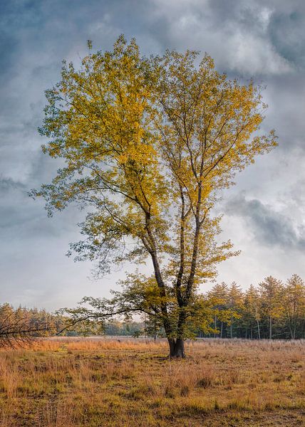 Einsamer Baum im Herbst Farben und blauer Himmel mit Wolken, Niederlanden von Tony Vingerhoets