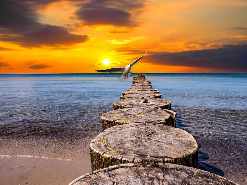 Sonnenuntergang an der der Ostsee in Heilgendamm mit Möwe von Animaflora PicsStock