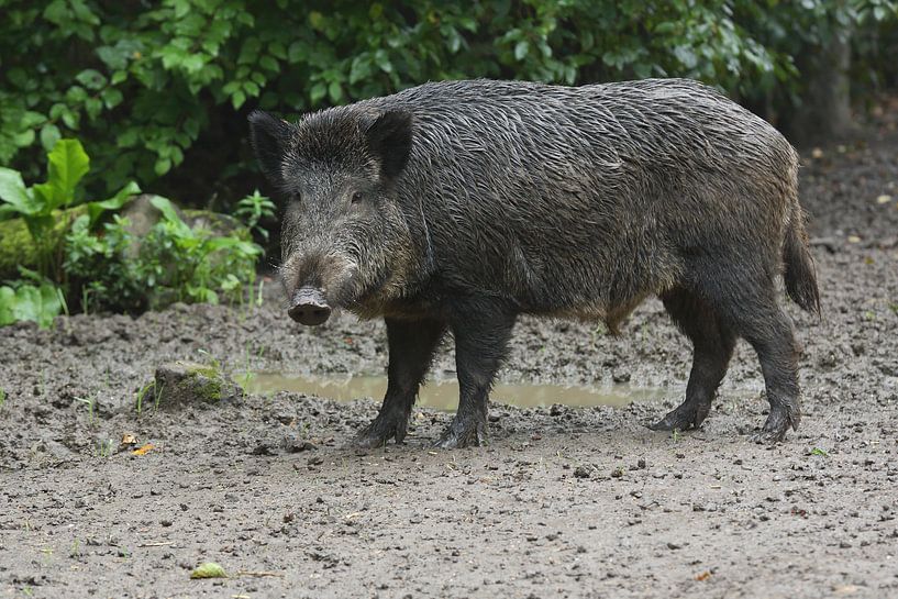 Wild Boar (Sus scrofa) by Ronald Pol
