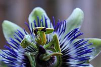 Passiebloem/Passiflora