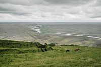 Islandpferde | Auf einem Roadtrip durch die schönsten Landschaften