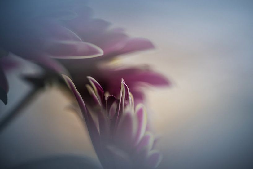 Abstract flower by Paquita Six