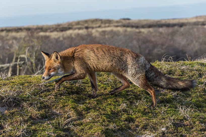 Vos von Carla Eekels