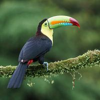 Toucan à bec guttural
