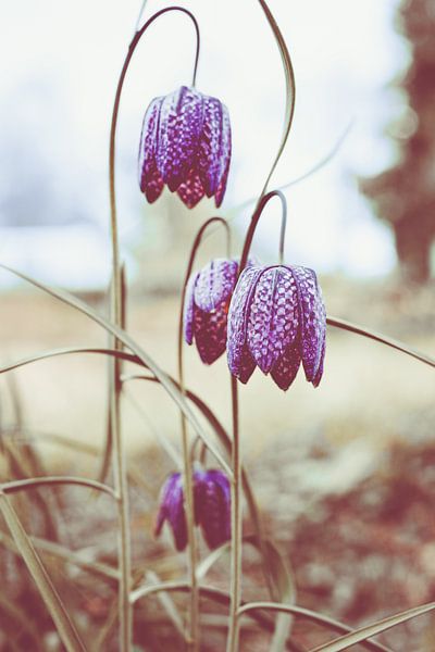 Kivet flower or Zwolle tulip | Nature photography by Denise Tiggelman