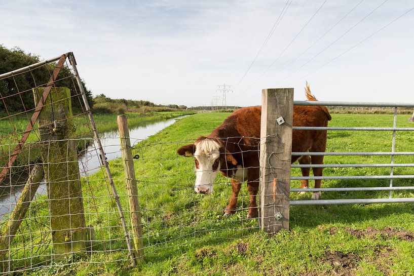 Koe in de wei, zwiepend met zijn staart by Marijke van Eijkeren