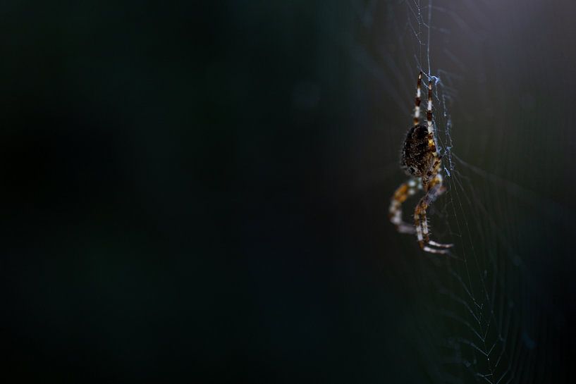 Spider in the dark van Erwin van Eekhout