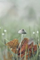 Weißmilchender Helmling