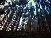 Taller than you'll ever be