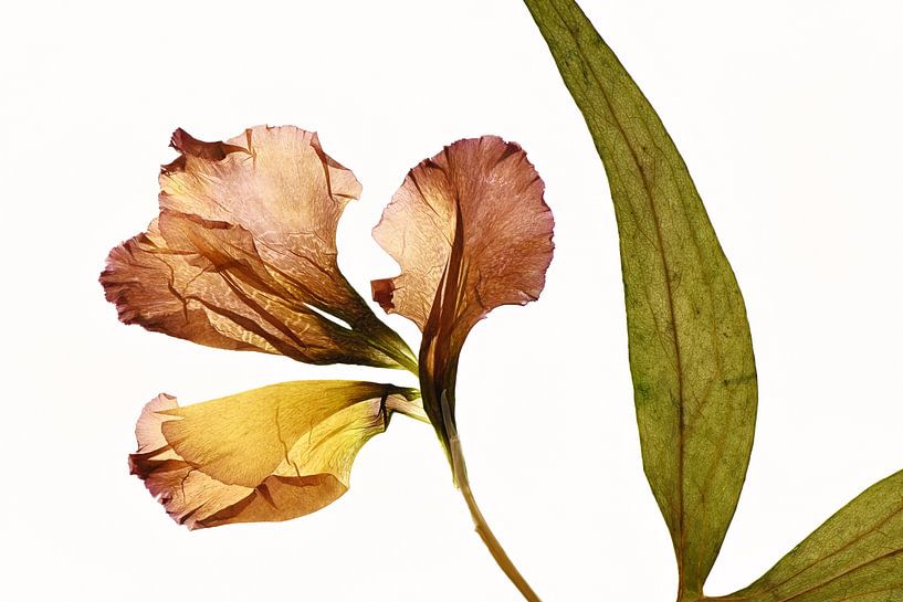 Fleur de coucher de soleil par Christine de Vogel