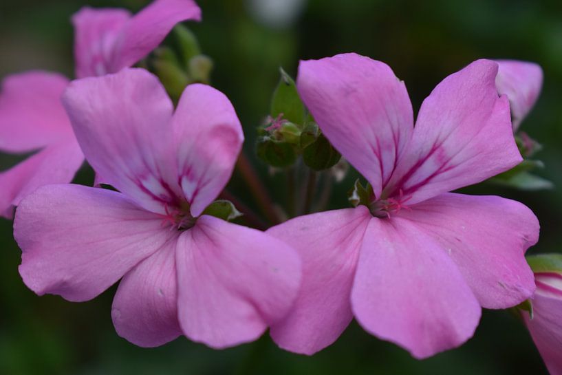 Plantes violettes par Jo-Ann Horst Photography