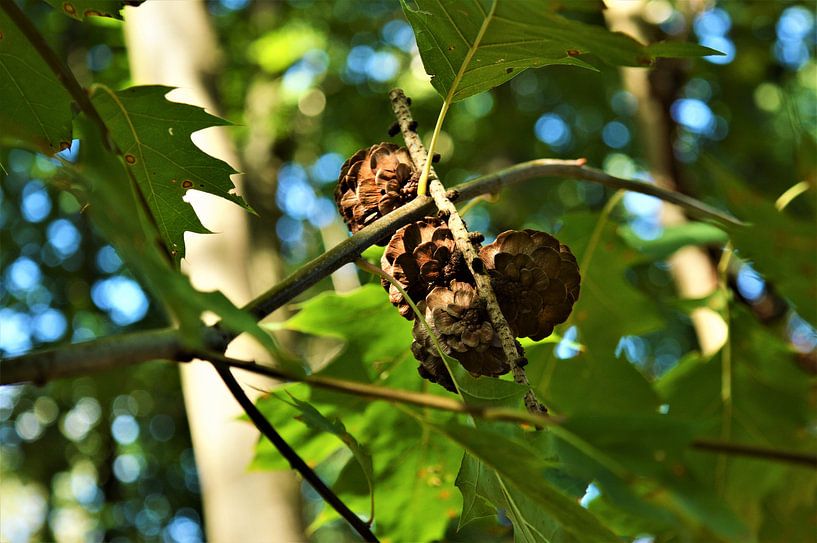 Dennenappels in de boom par DoDiLa Foto's