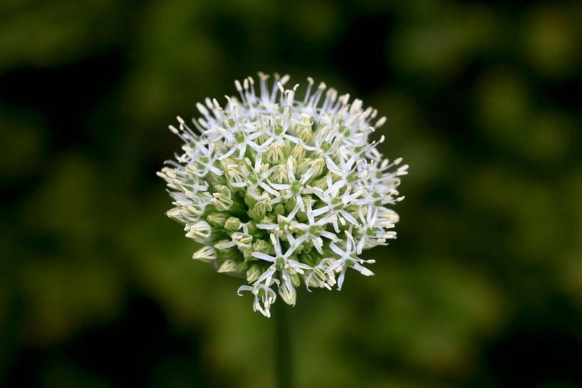 Alliance by Thomas Jäger