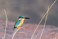 Ein König der Fische