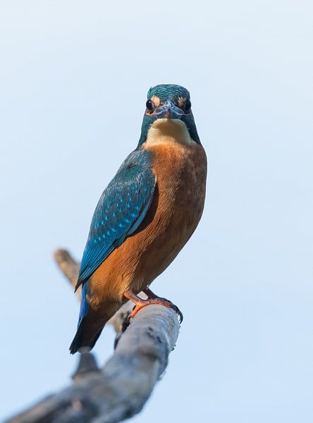 ijsvogel starend par richard evers