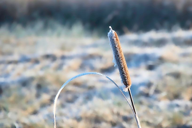 Schöne Lisdodde von AldaBB fotografie