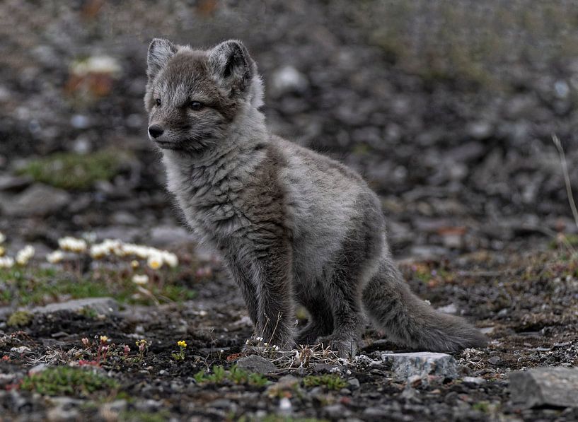 Renard arctique juvénile par Kai Müller