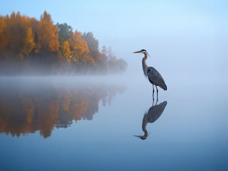 Un héron cendré dans la brume matinale d'automne - Een blauwe reiger in de herfstachtige ochtendmist par Christina Bauer Photos