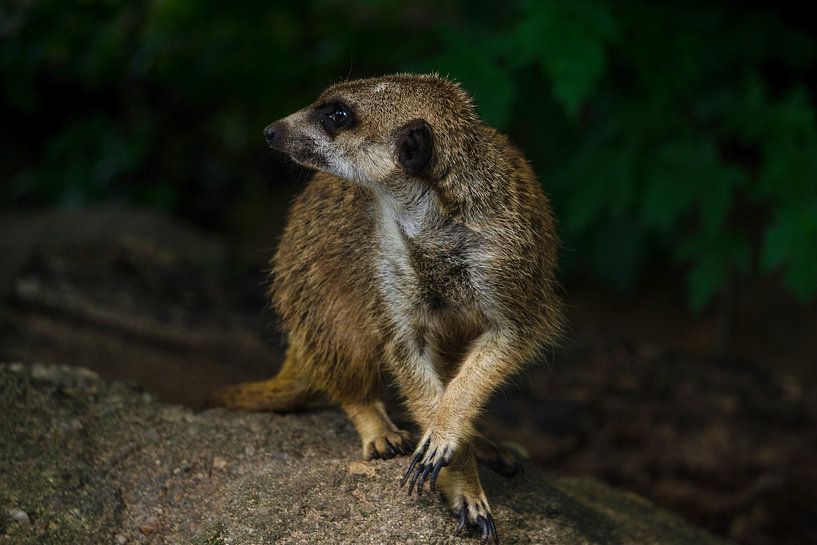 Suricate par shdwmedia
