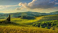 Panzano in Chianti vineyards at sunset. Tuscany, Italy