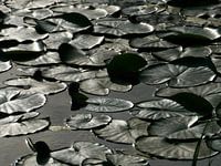 Water Lily Surface