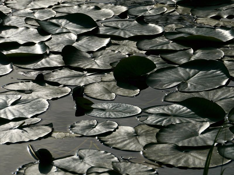 Water Lily Surface by Anouk Beunen