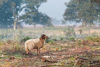 Moutons de bruyère sur le Balloërveld à Drenthe